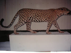 leopard1a.jpg